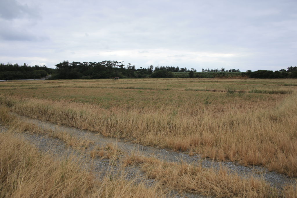 伊是名酒造　田んぼ